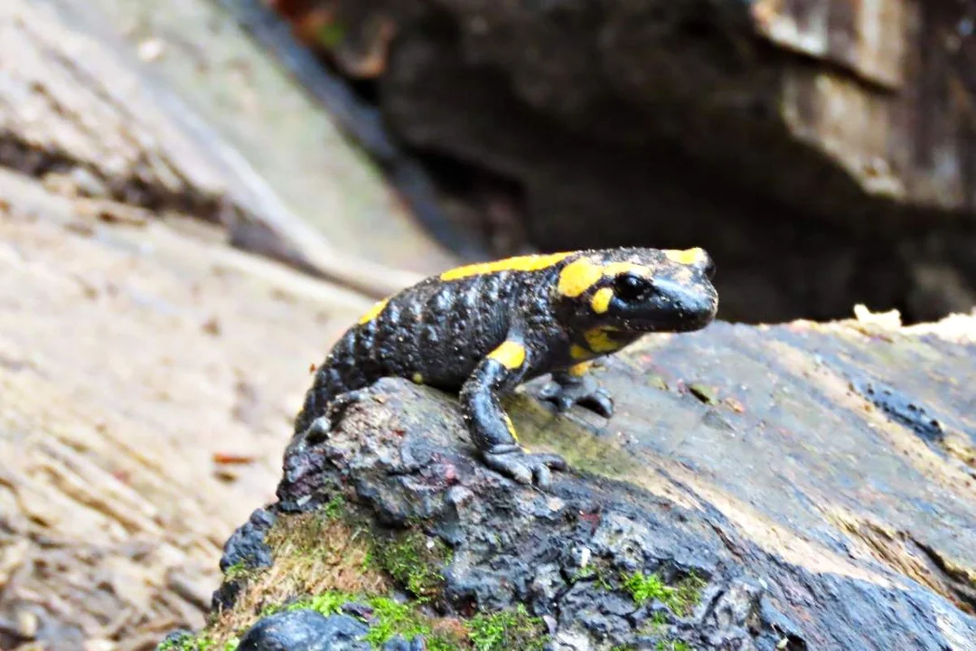 Salamandra plamista