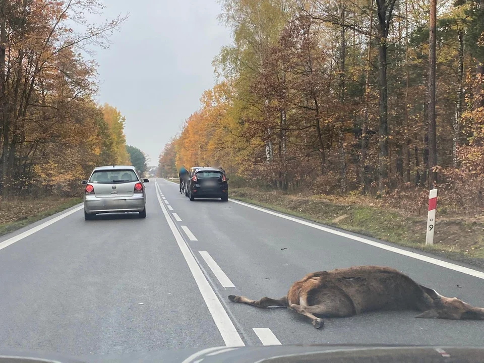 Pijany kierowca zderzył się z sarną w Kosowach. Inny śmiertelnie potrącił łanię [ZDJĘCIA] - Zdjęcie główne