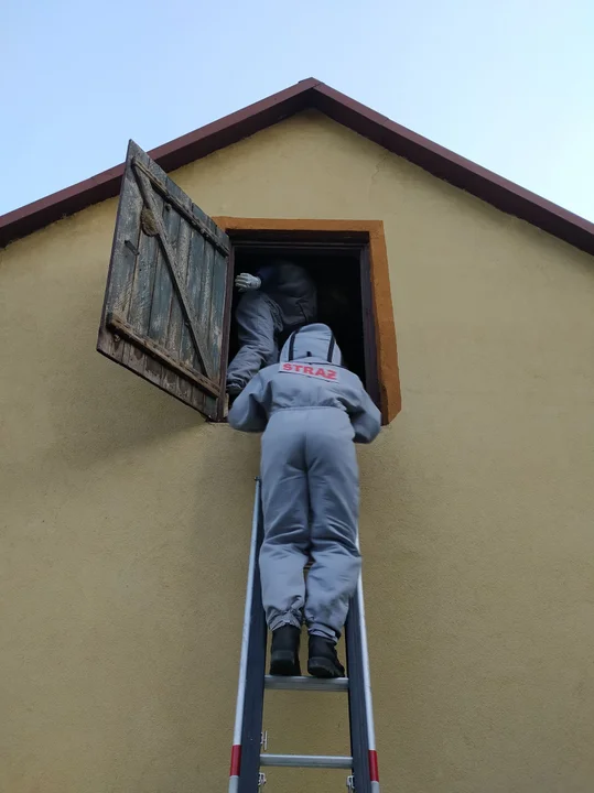 Strażacy usuwają gniazda niemal codziennie.