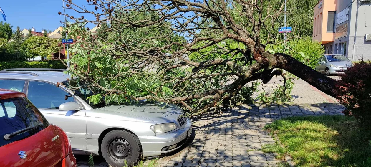 Projektant powalone drzewo