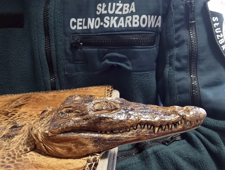 Torba z głową krokodyla amerykańskiego zatrzymana na granicy - Zdjęcie główne
