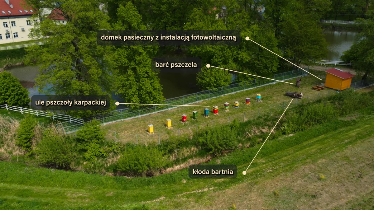 Pszczoły nasi dobrodzieje