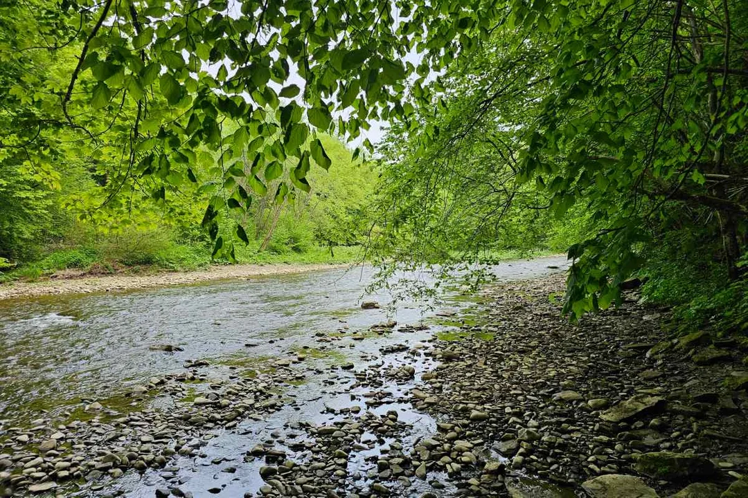 Rezerwat Sine Wiry i Łoś z Zawoju