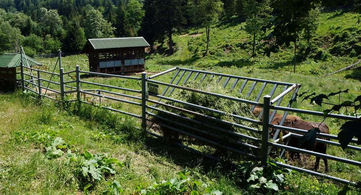 Zagroda Pokazowa Żubrów w Mucznem | Ocena: 4,6 - 4170 opinii