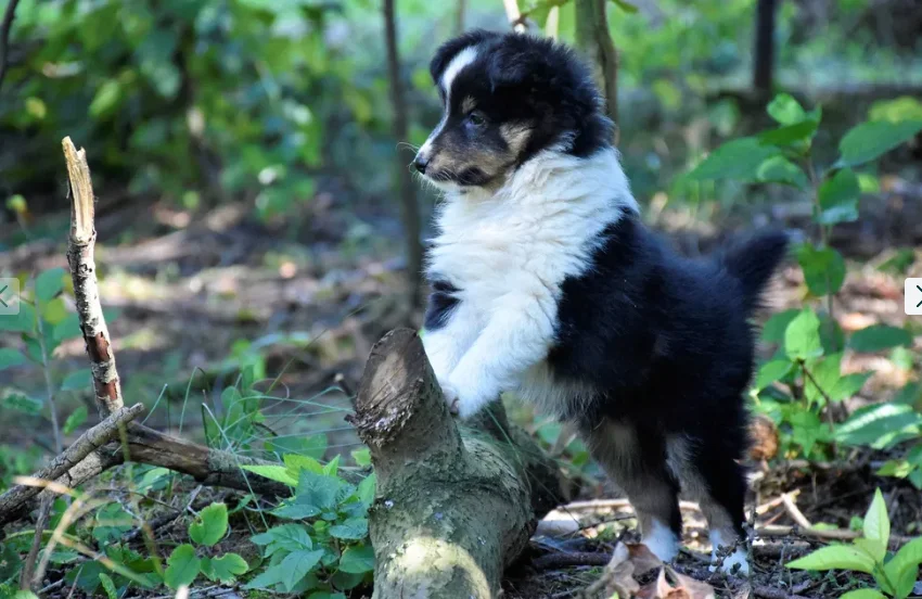 Top 11 najdroższych psów na Podkarpaciu