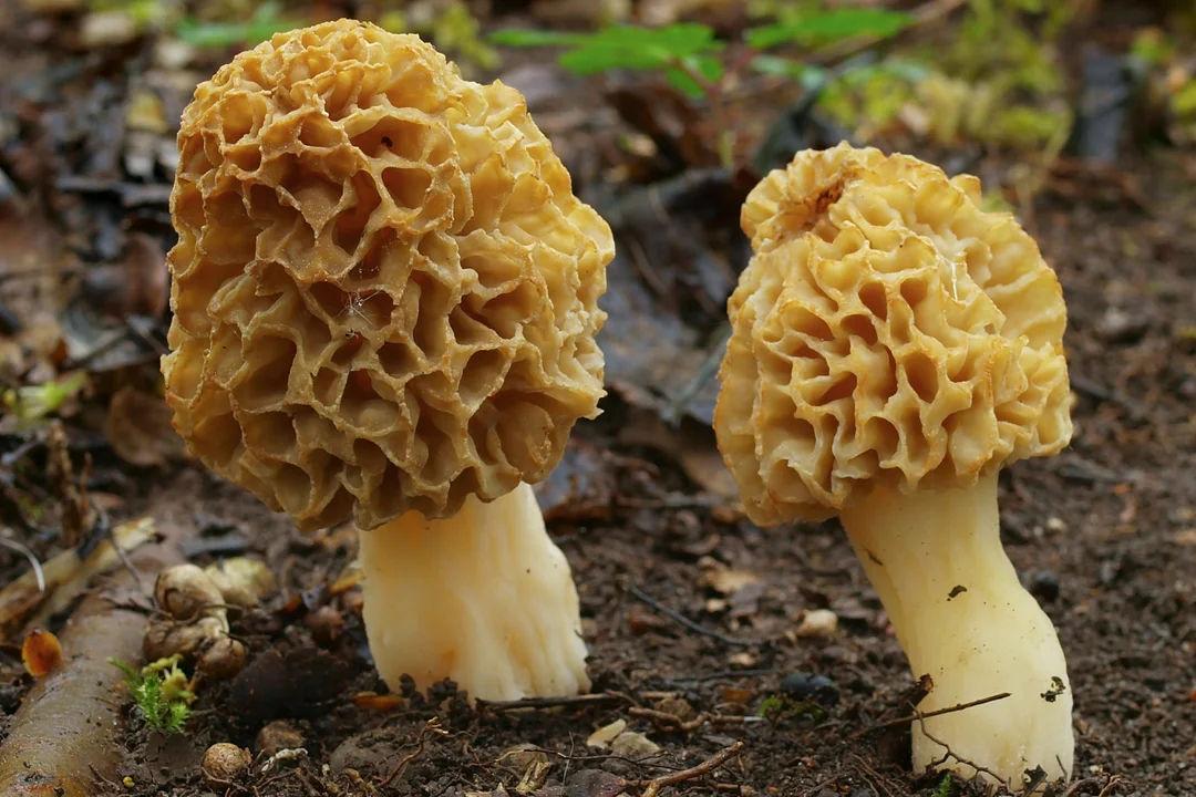 Smardz jadalny, smardz zwyczajny (Morchella esculenta) - jadalny.