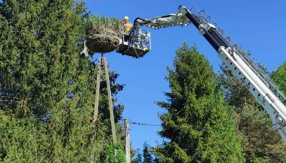 Pomogli młodemu bocianowi, który wypadł z gniazda