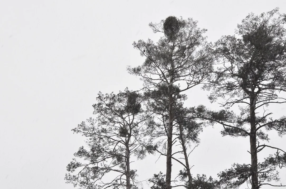 Ponad tysiąc hektarów lasów wokół Mielca zaatakowanych przez jemiołę. Problem dotyczy całej Polski