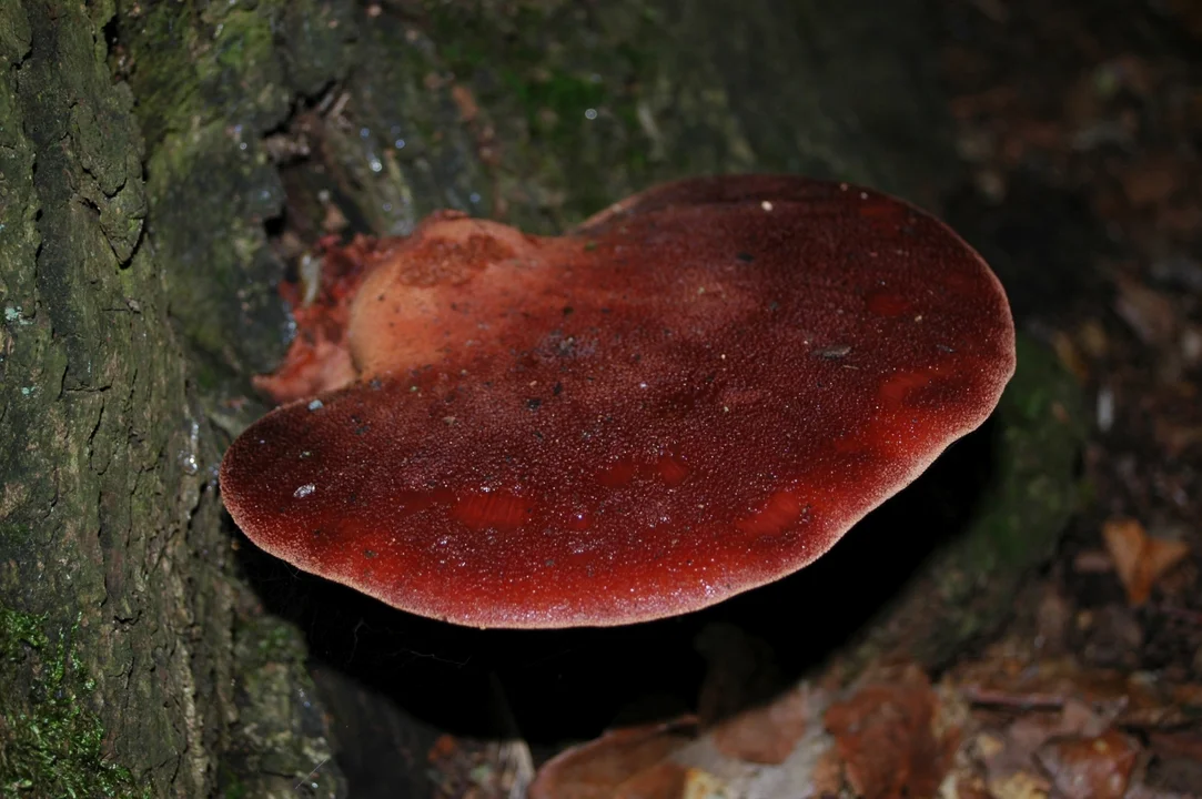 Ozorek dębowy (Fistulina hepatica) - jadalny.