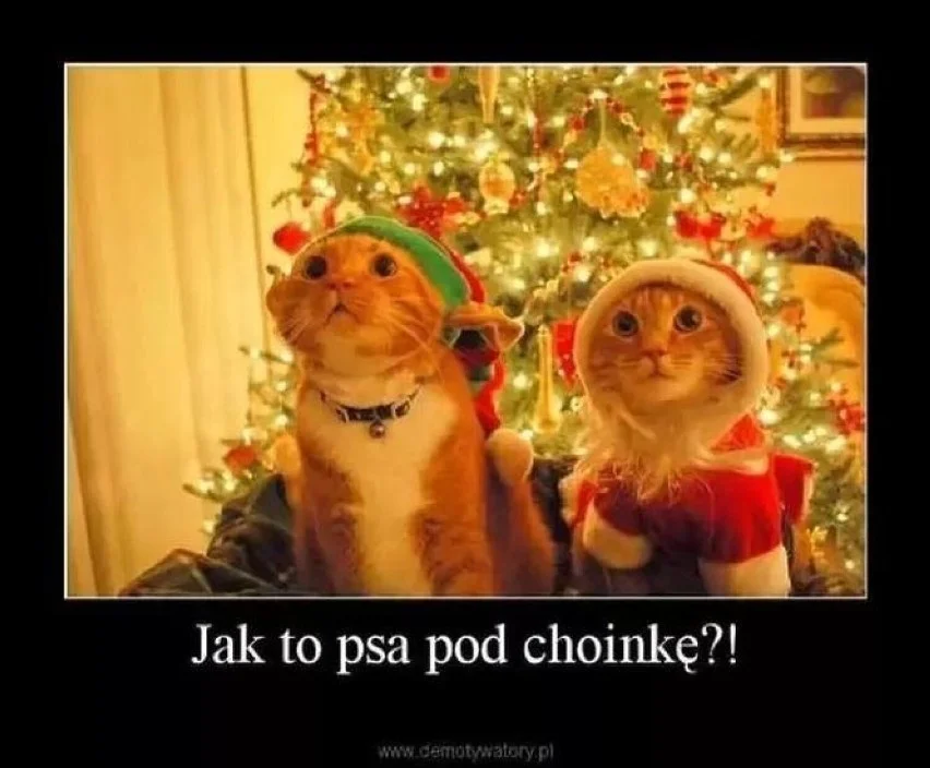Memy na Święta Bożego Narodzenia