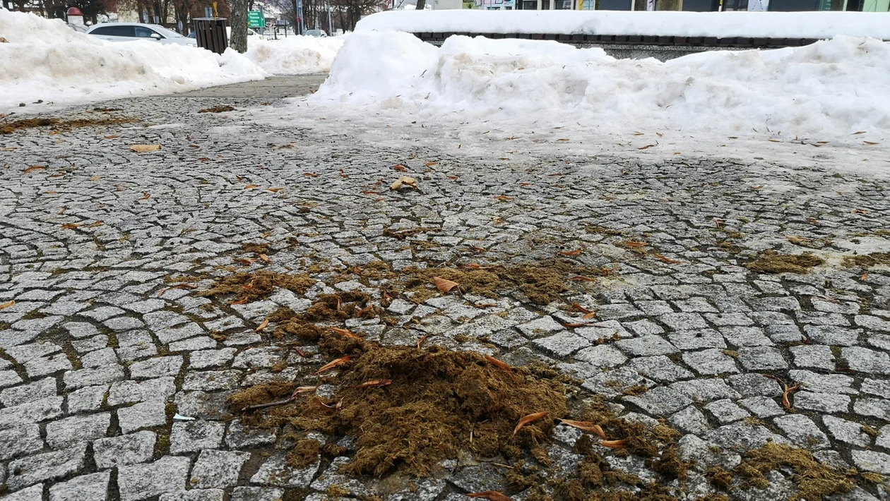 Od 4 dni końskie odchody leżą przy zabytkowej studni w Kolbuszowej. - Jak to wygląda? Ktoś się tym w końcu zajmie? - pyta Czytelnik - Zdjęcie główne