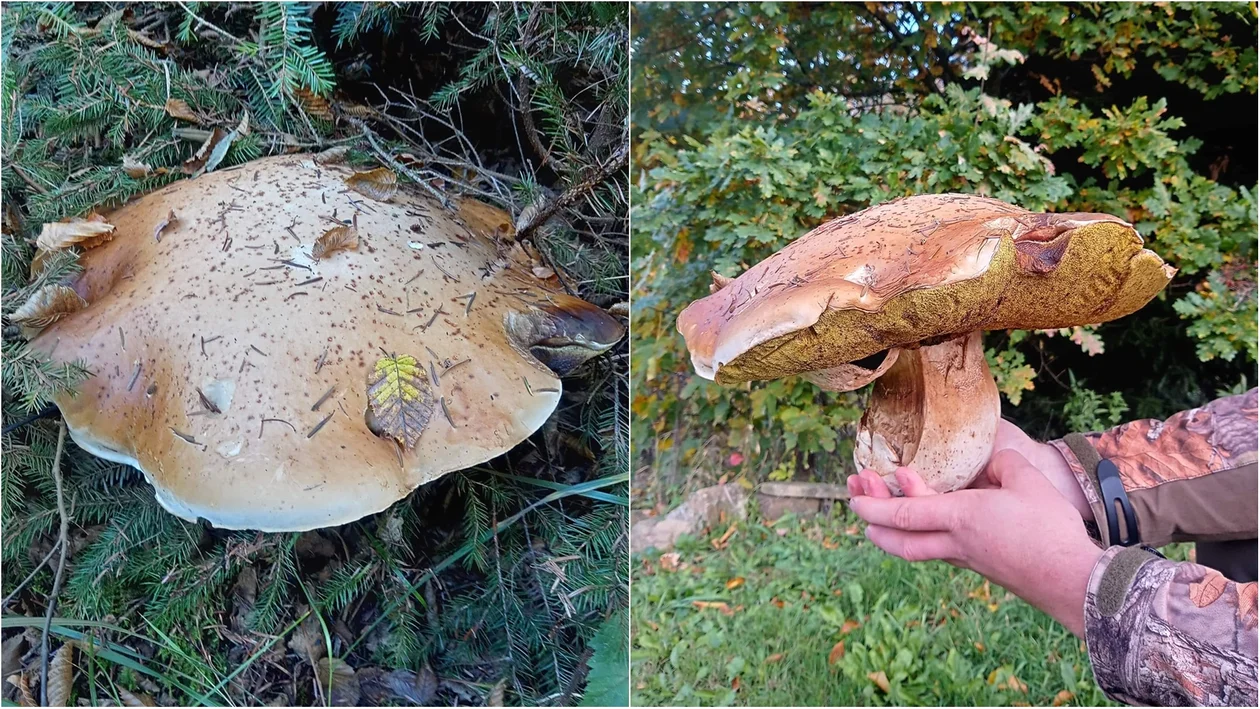 Gigantyczny prawdziwek z Bieszczadów. Waży ponad trzy kilogramy. Gdzie dokładnie znaleziono tego olbrzyma? [ZDJĘCIA] - Zdjęcie główne