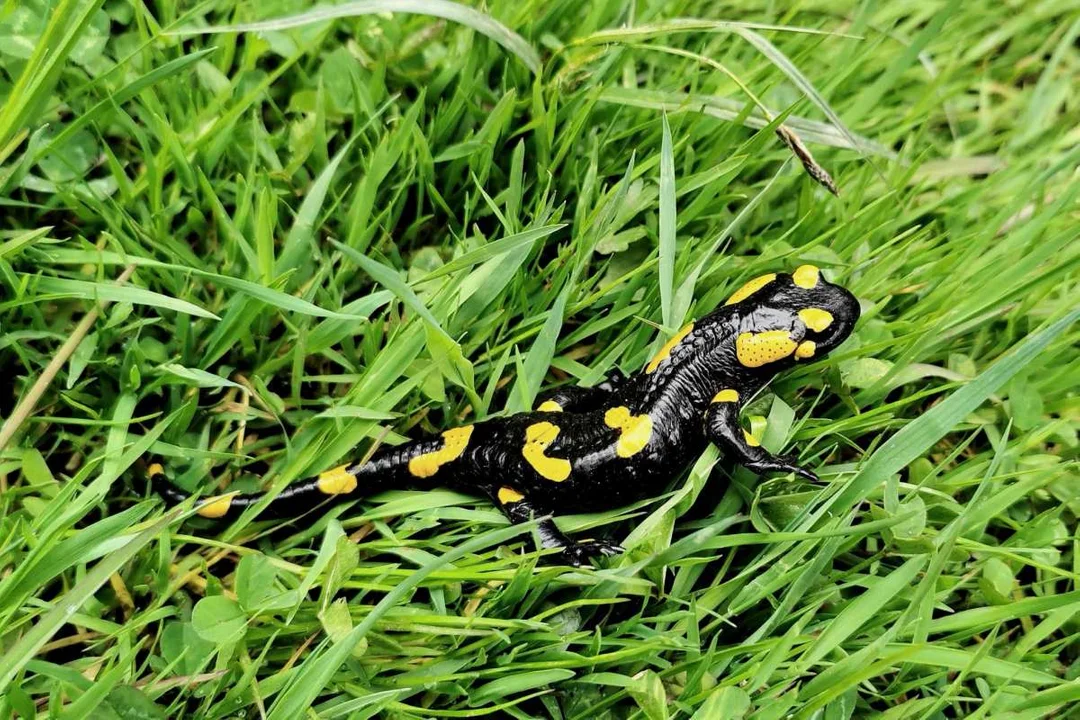 Salamandra plamista