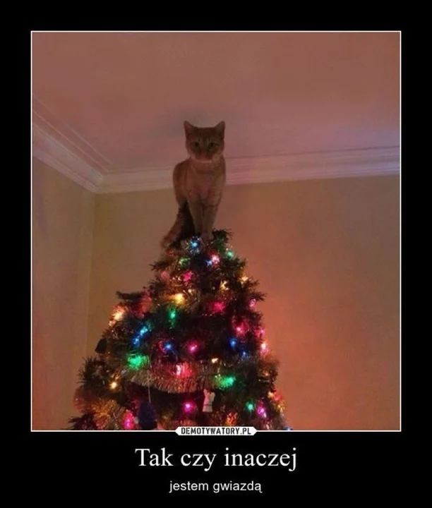 Memy na Święta Bożego Narodzenia