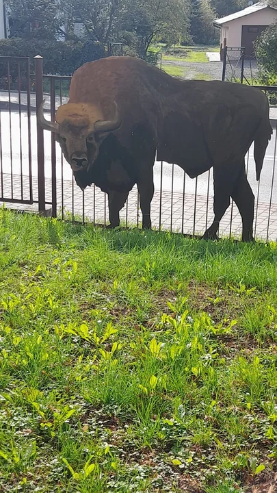 Leśna przygoda dzieci ze świetlicy SP nr 2 w Sanoku