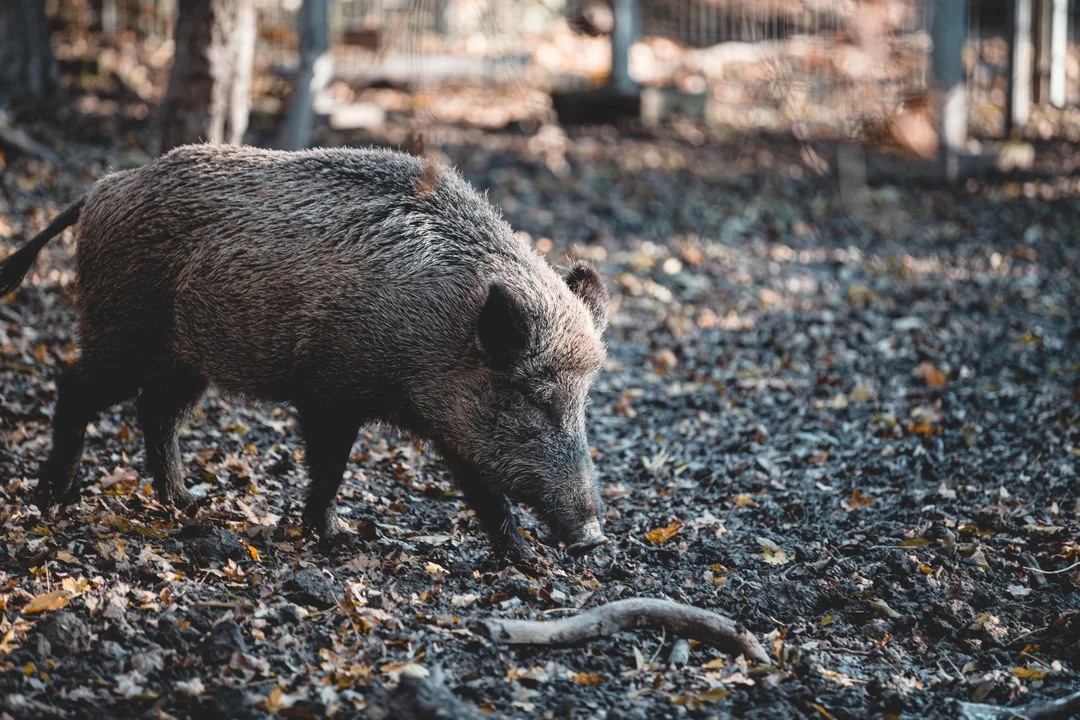 Stado dzików na rzeszowskich Bulwarach. Utknęły w okolicach mostu Karpackiego. Akcja została zakończona [ZDJECIA] - Zdjęcie główne