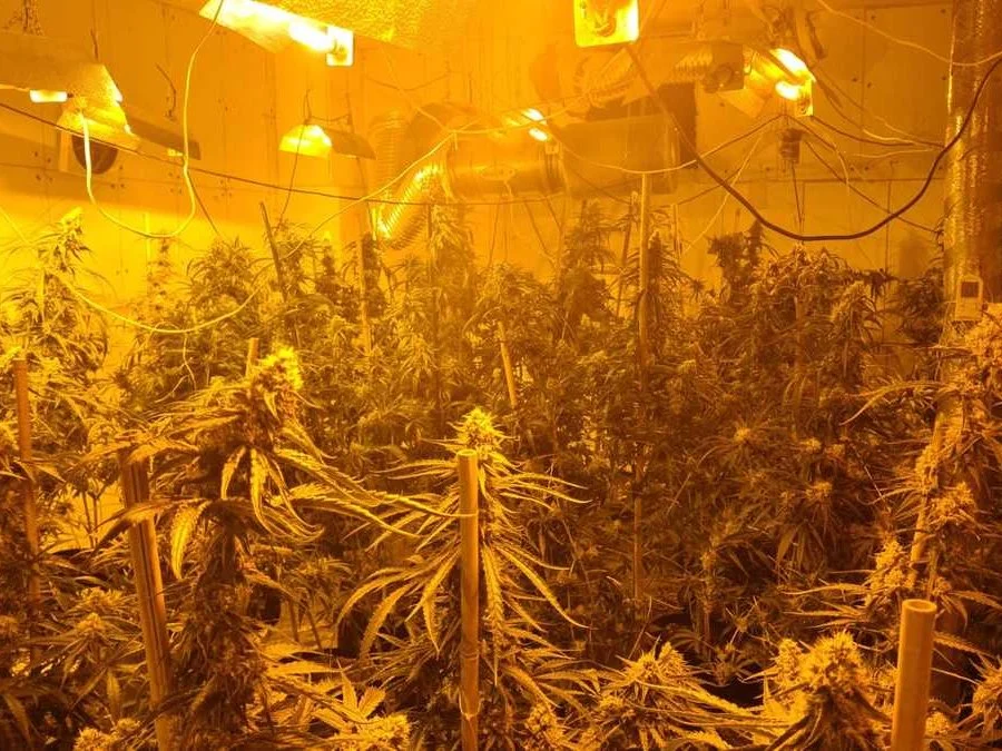 POLICJANCI ZABEZPIECZYLI NARKOTYKI I ZLIKWIDOWALI NIELEGALNĄ PLANTACJĘ KONOPI