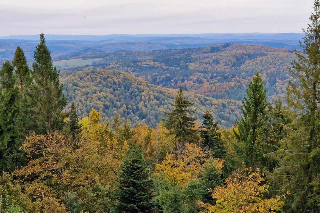 Panorama z wieży widokowej na Korbani