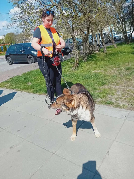 Parada kundelków w Mielcu