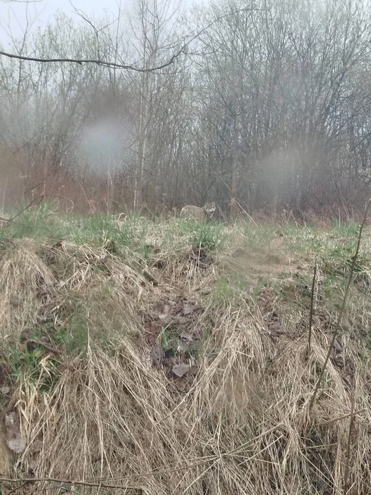 Wilki w powiecie rzeszowskim