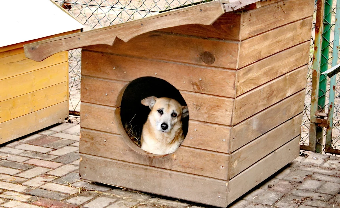 Psy i koty do adopcji z Kolbuszowej i okolic