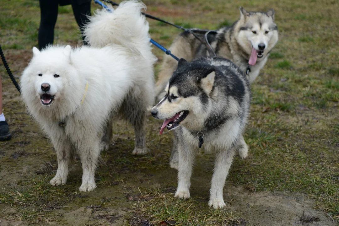 XI Bieg Zimowy wokół Jeziora Tarnobrzeskiego oraz Yeti Run Zimowy Bieg w Szortach