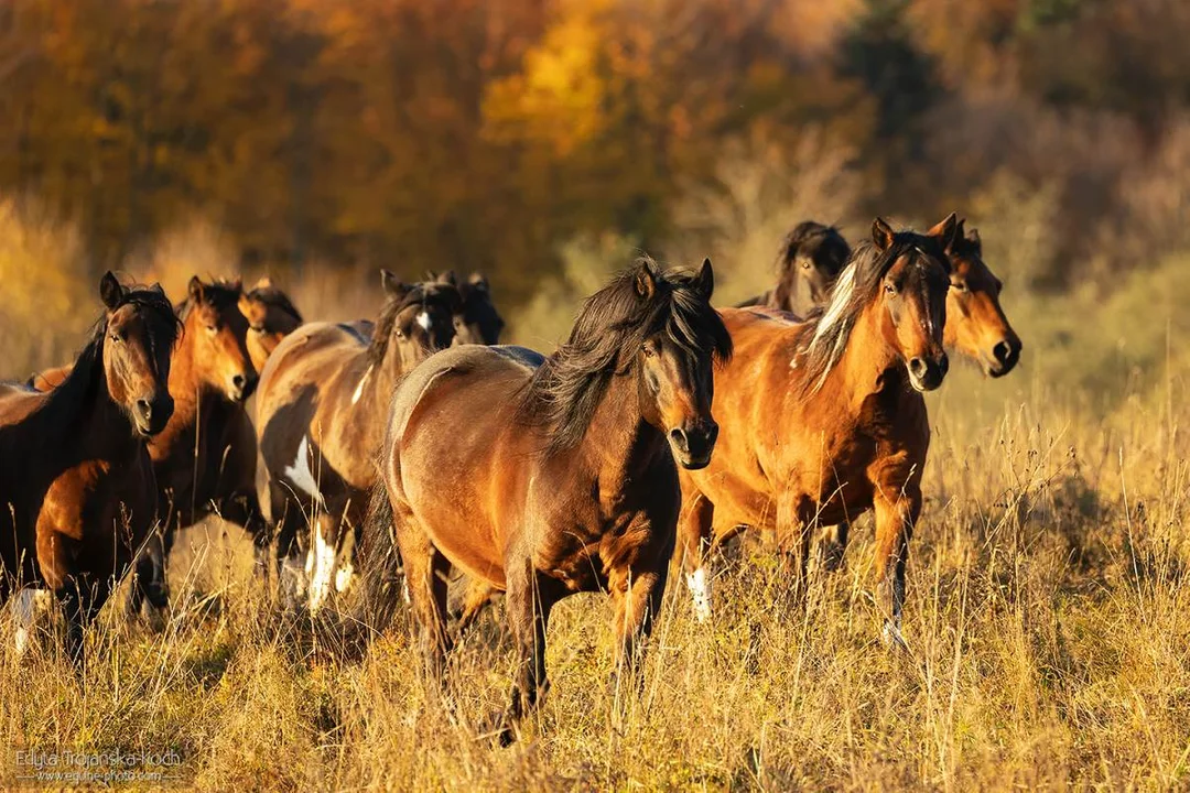 Konie huculskie ze stadniny Tabun