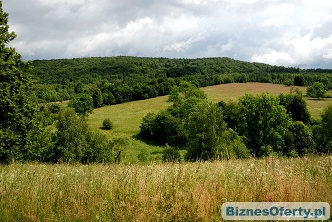 Zobacz, jakie firmy z Podkarpacia możesz kupić