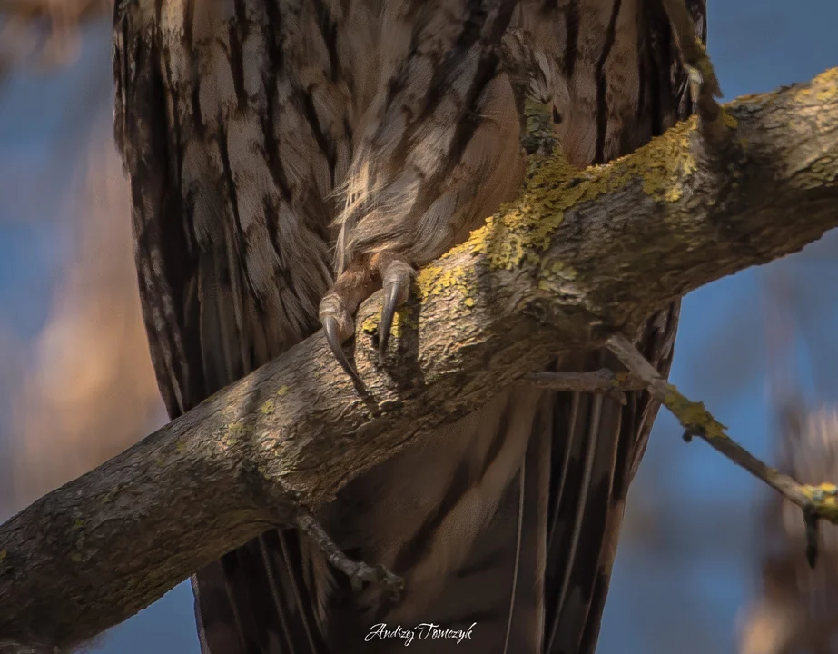 Piękne ujęcia ptaków autorstwa Andrzeja Tomczyka