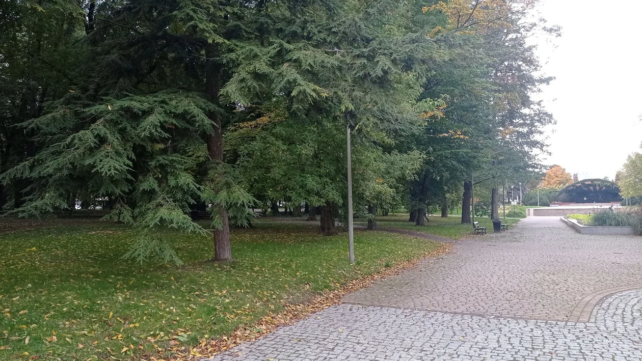 Jesienny Rzeszów. Złociste liście powoli pokrywają ulice [ZDJĘCIA]