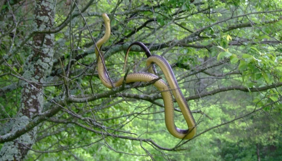 W Bieszczadach żyje największy wąż w Polsce i Europie Środkowej. Jego długość może przekraczać 2 metry. Gdzie można go spotkać najczęściej? - Zdjęcie główne