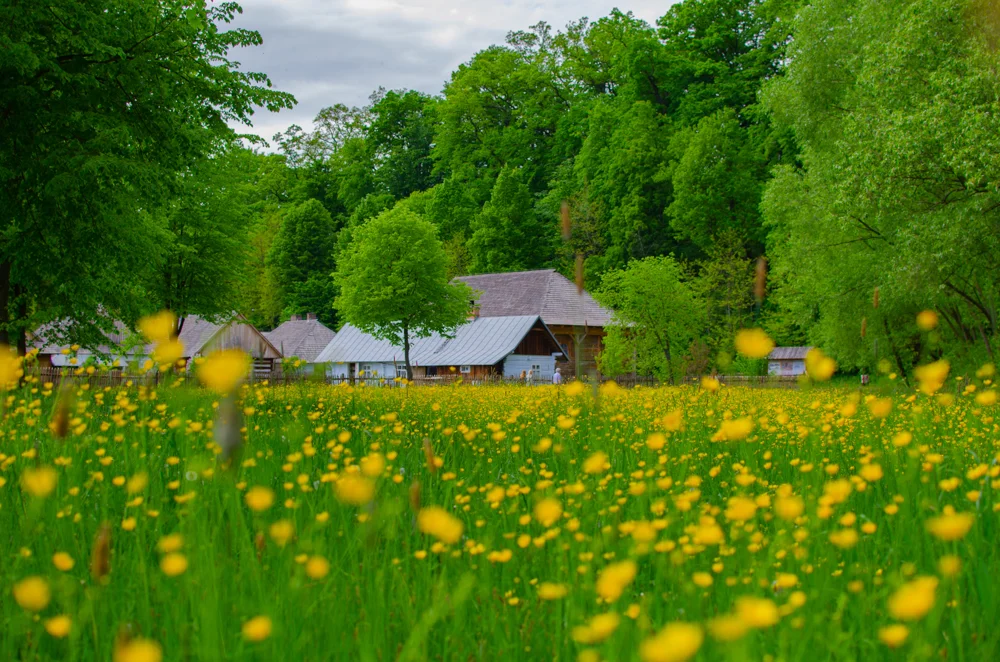 Sanocki skansen wiosną jest wyjątkowo piękny