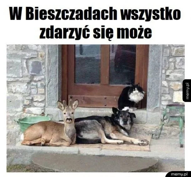 Memy o Bieszczadach