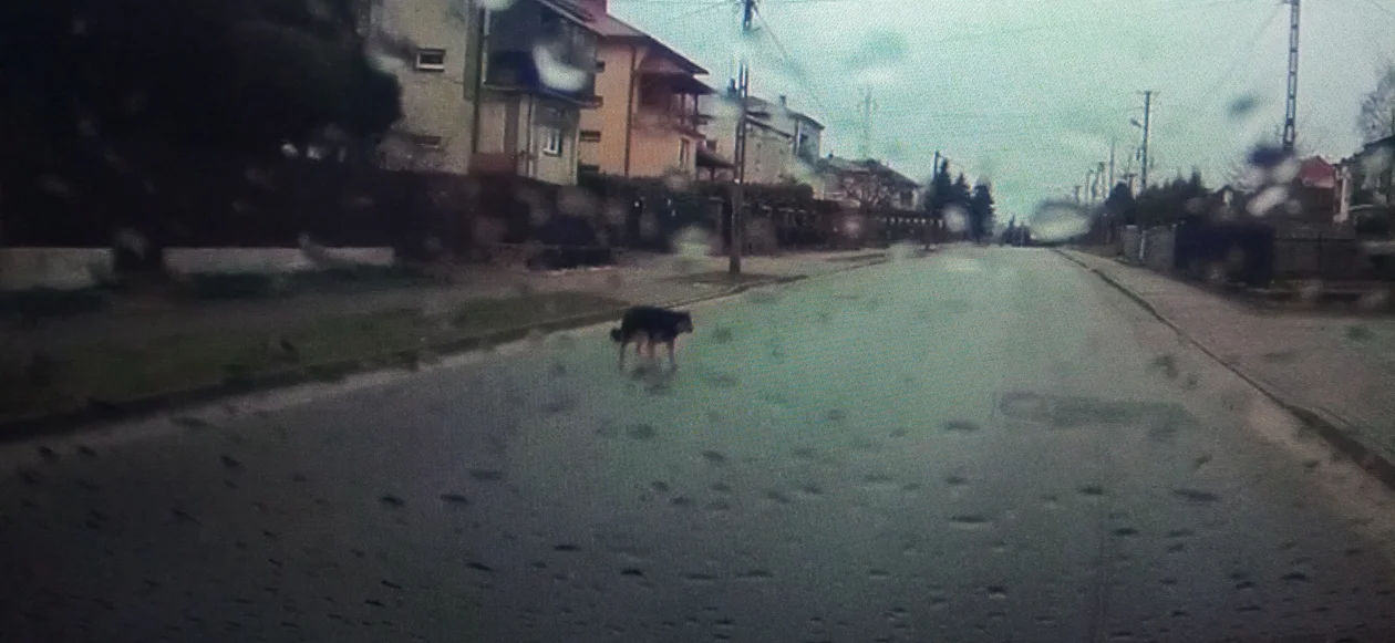 Bezpańskie psy ul. Krakowska Kolbuszowa