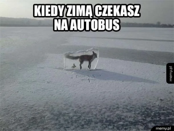 Memy na zimę