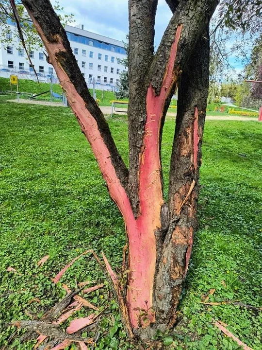 Wandalizm na Rzeszowskich Bulwarach