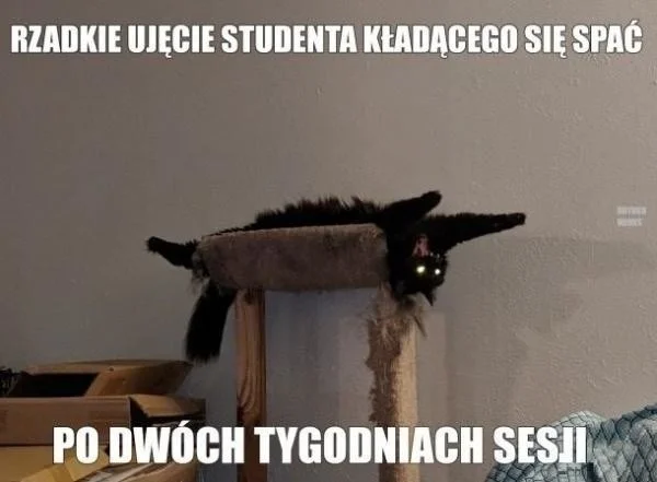 Najlepsze memy o studiach i studentach