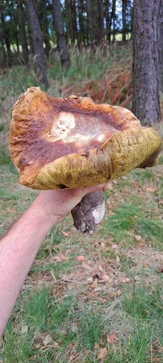 Zdjęcia naszych czytelników. Swoje okazy znaleźli w podkarpackich lasach