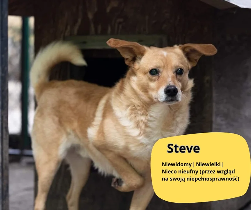 Psy z Kolbuszowej do adopcji