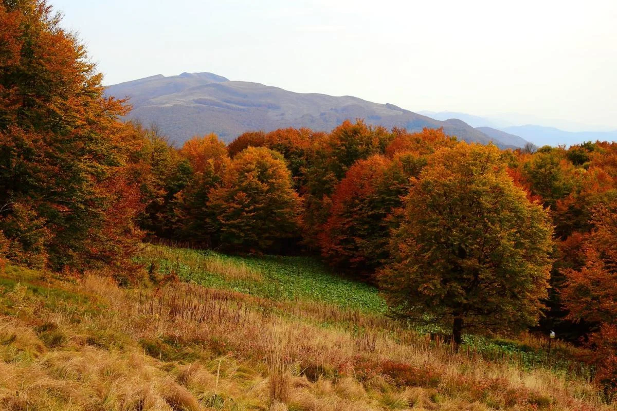 Caryńska porośnięta szczawiem alpejskim, w tle Tarnica.