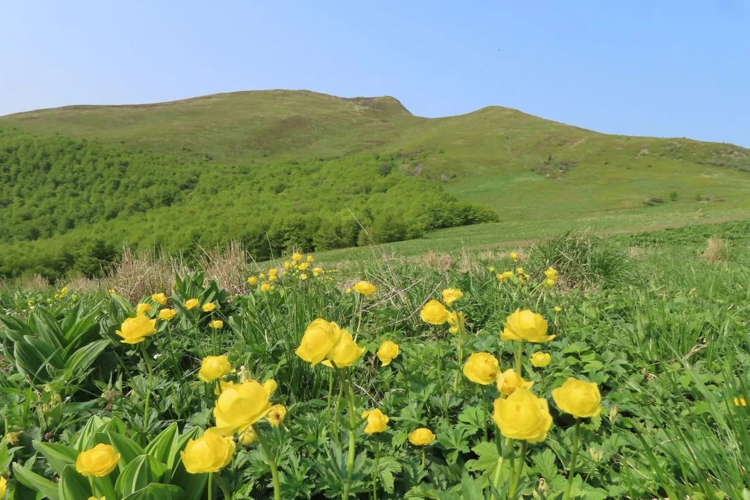 Tarnica i pełnik alpejski