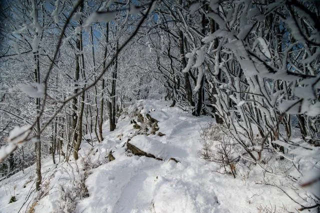 Bieszczady zimą - Połonina Wetlińska