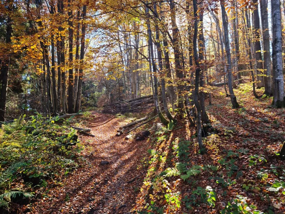 Piękny jesienny las w drodze do Źródła Sanu