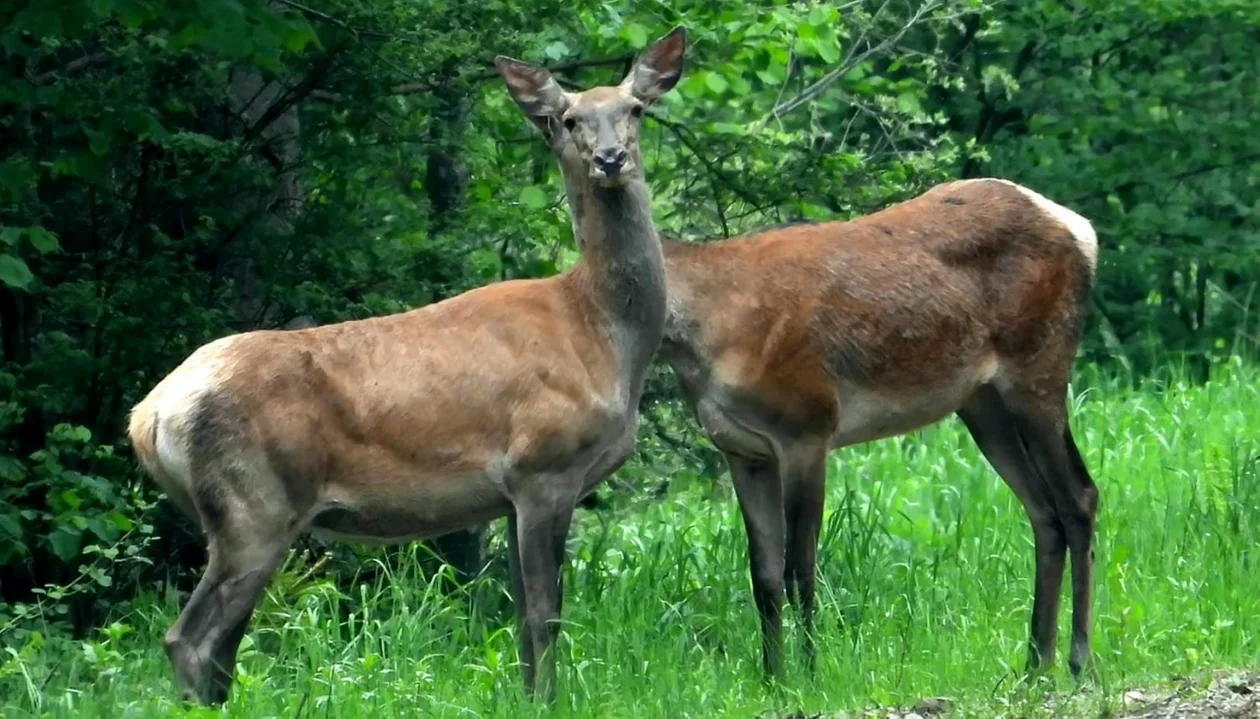 "Łaniozaur" w Bieszczadach. Niewiarygodne zdjęcie łani. "Takie cuda to tylko tu” [ZDJĘCIA] - Zdjęcie główne