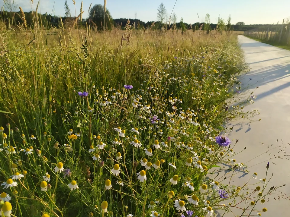 Park Niepodległości w Kolbuszowej w lipcu 2022 roku