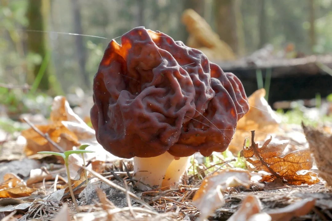 Piestrzenica kasztanowata (Gyromitra esculenta) - silnie TRUJĄCA!