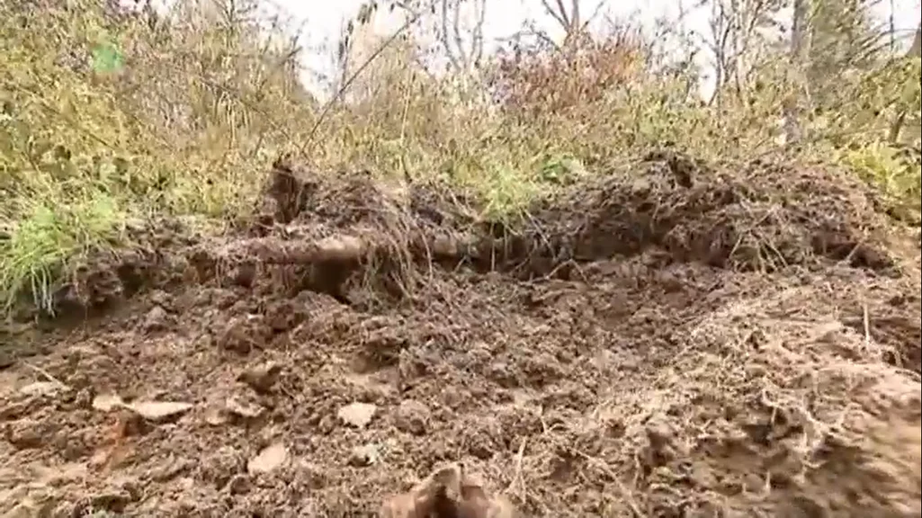 Dziki nachodzą mieszkańców osiedla Pobitno