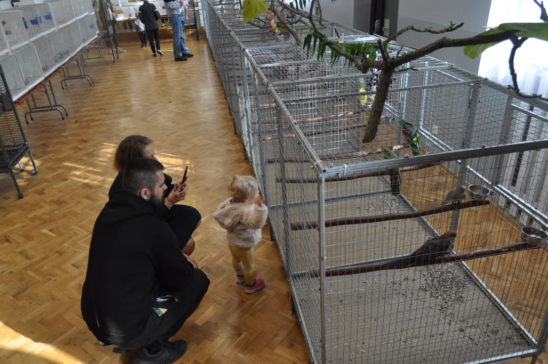 Wystawa ptaków w Chorzelowie