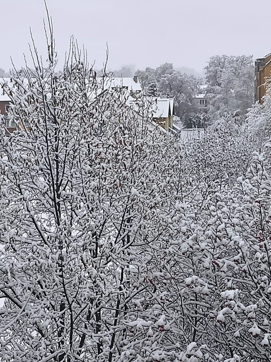 Tarnobrzeg i Stalowa Wola po opadach śniegu