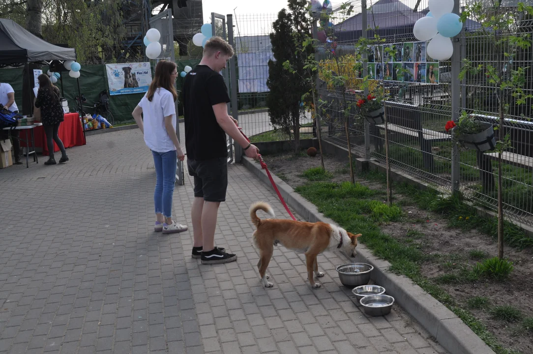 Szczęśliwy dzień dla psiaków, spacery i wyjście z klatek